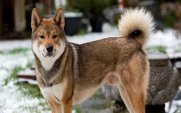 shikoku dog