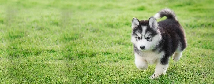 Siberian Husky Puppy cost