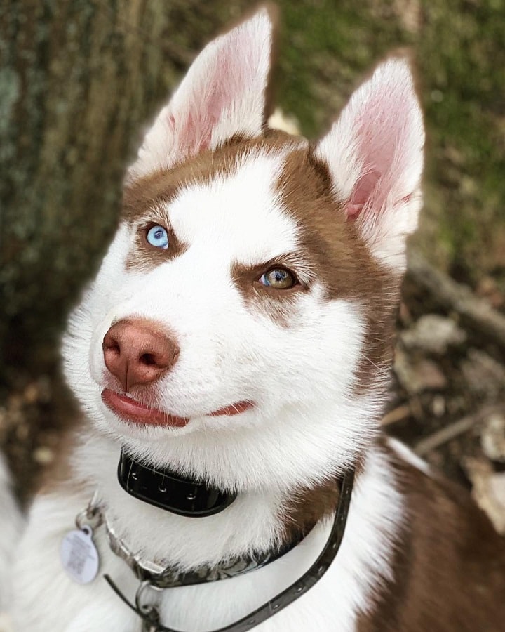 Siberian Husky with blue and brown eyes