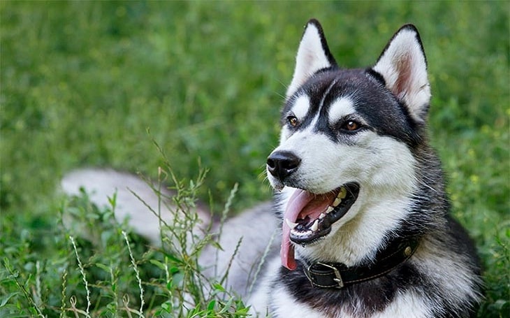 Siberian Husky History and Behavior