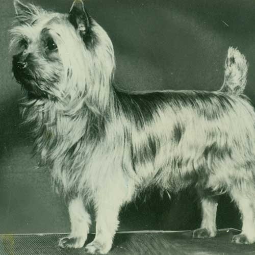 Silky Terrier History