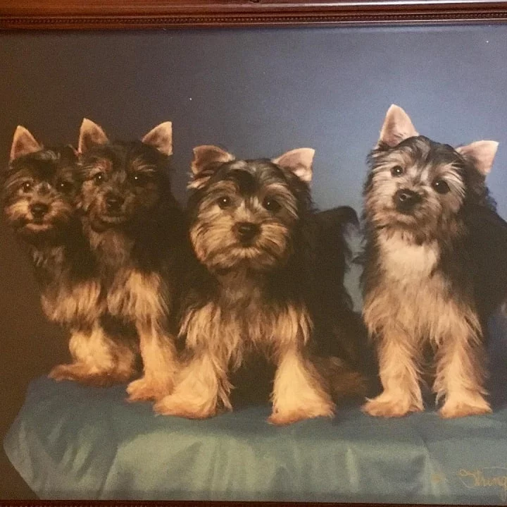 Silky Terrier Puppies Cost