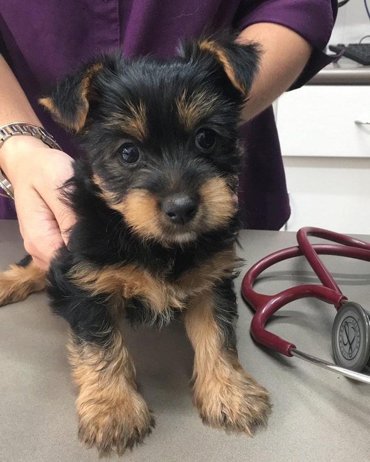 Silky Terrier Puppy Cost