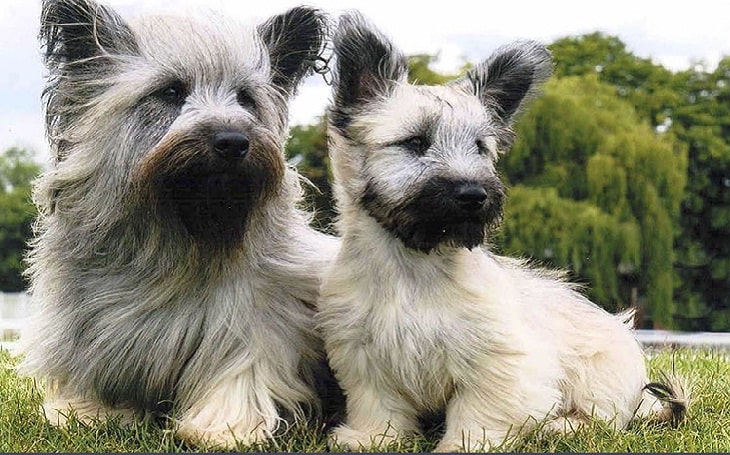 All About Skye Terrier Dog Breed – Origin, Behavior ...