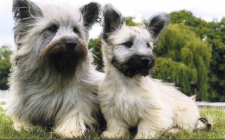 blue skye terrier