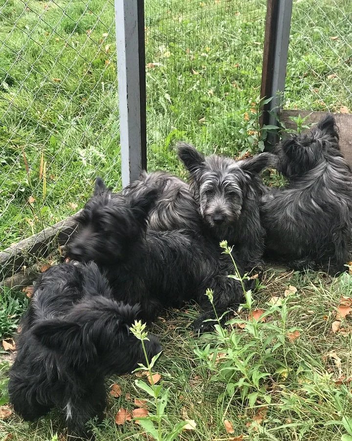 Skye Terrier Puppies cost