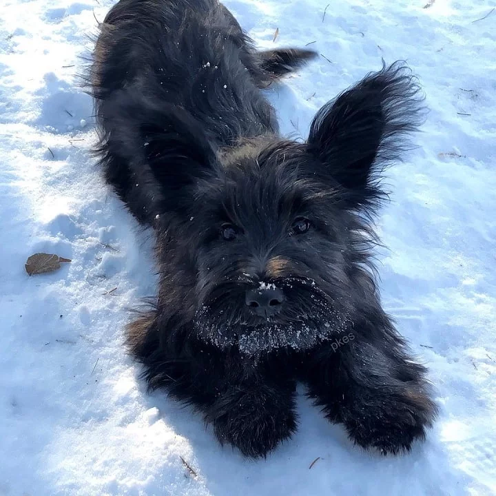 Skye Terrier Puppy cost
