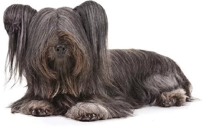 Skye Terrier similar dog breed to Silky Terrier