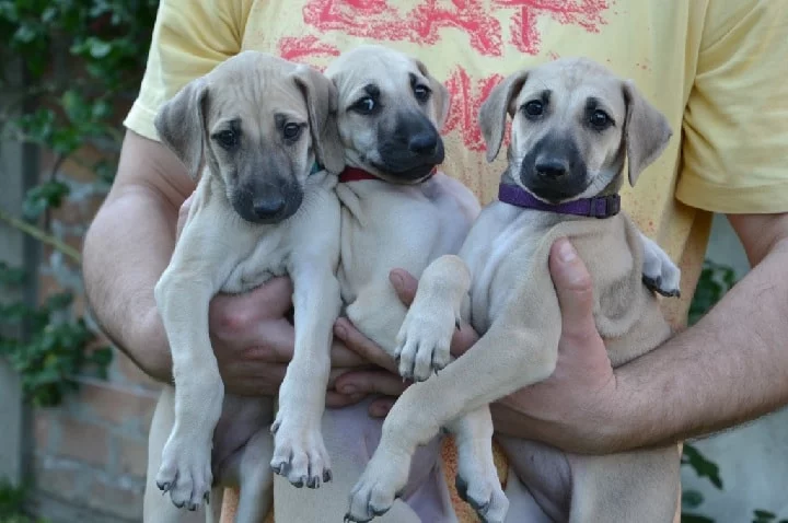 Sloughi Puppies