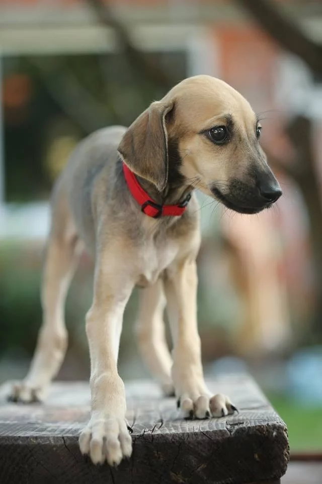 Sloughi Puppy