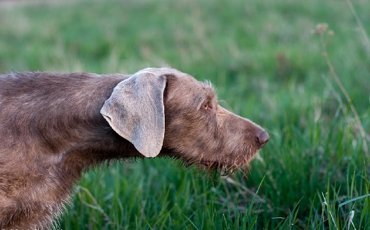Slovakian Wirehaired Pointer Hidtory and Behavior