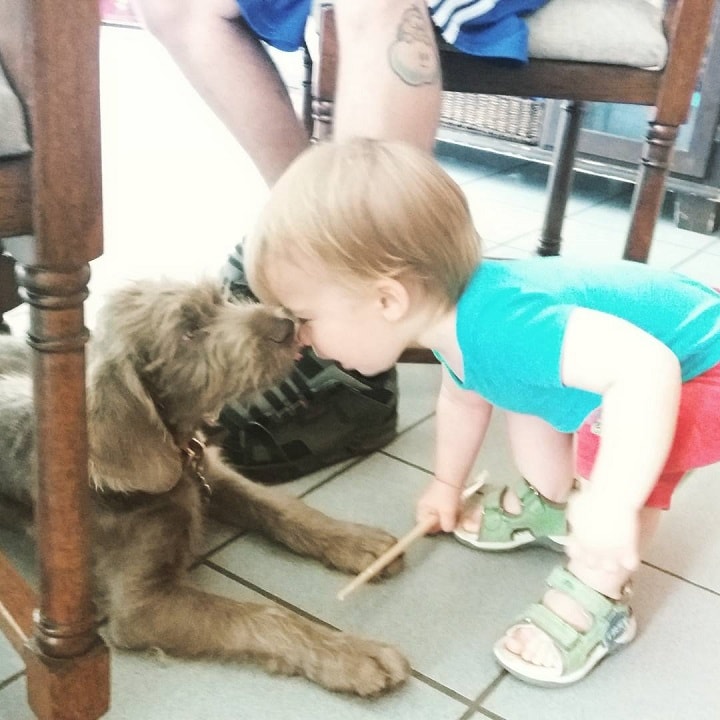 Slovakian Wirehaired Pointer is child friendly