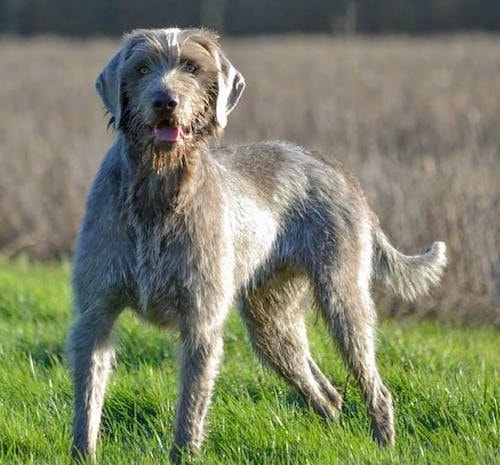 Slovakian Wirehaired Pointer which is similar to English Pointer