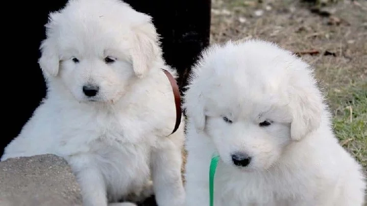 Slovensky Cuvac Puppies cost