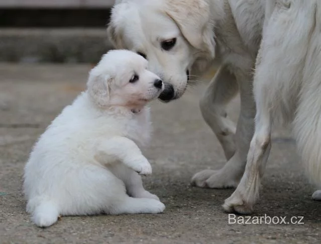 Slovensky Cuvac Puppy cost