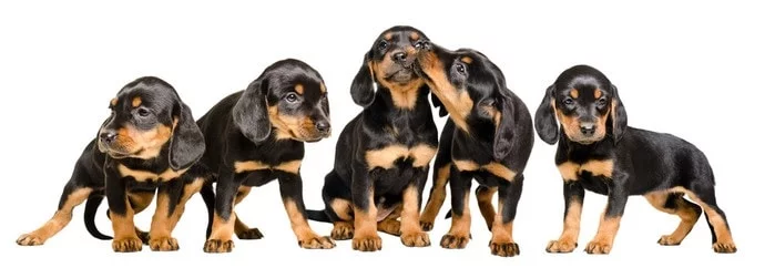 Slovensky Kopov Puppy cost