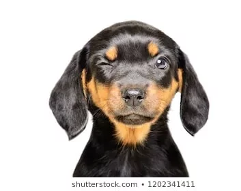 Slovensky Kopov Puppy Cost