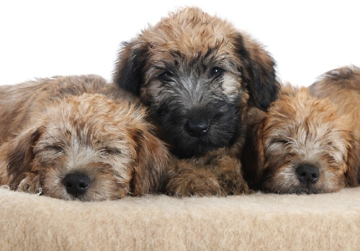 Soft Coated Wheaten Terrier Puppies cost