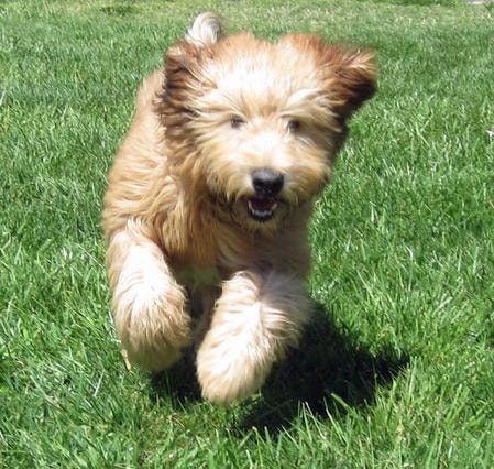Soft Coated Wheaten Terrier Puppy cost