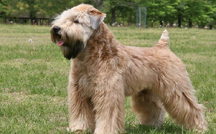 what color are soft coated wheaten terrier dogs