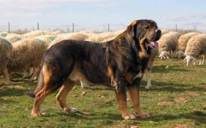 Spanish Mastiff Are Large Dog Breeds