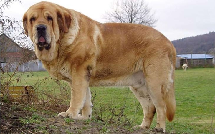 Spanish Mastiff Are Large Sized Dogs