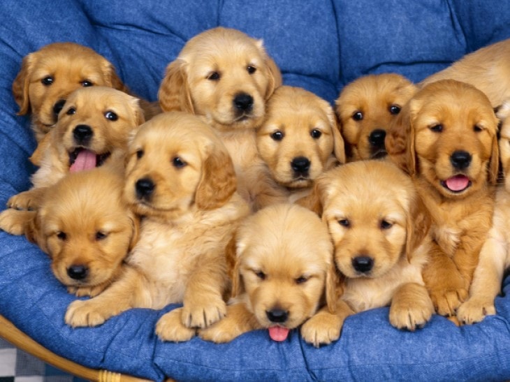 golden mastiff puppy