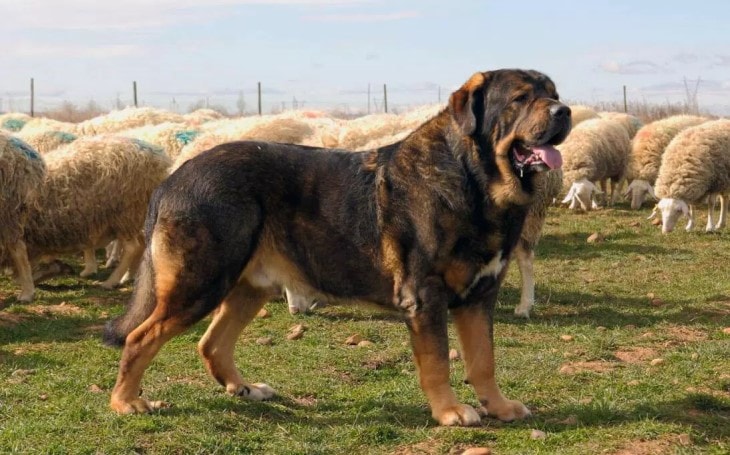 spanish mastiff