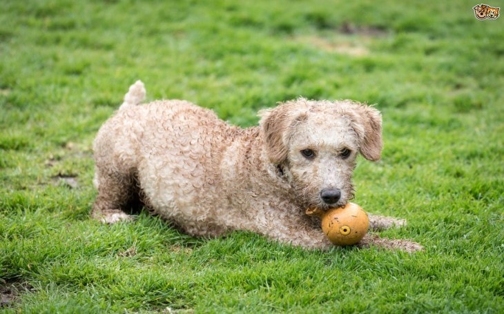 Spanish Waterdog Playing In The Field