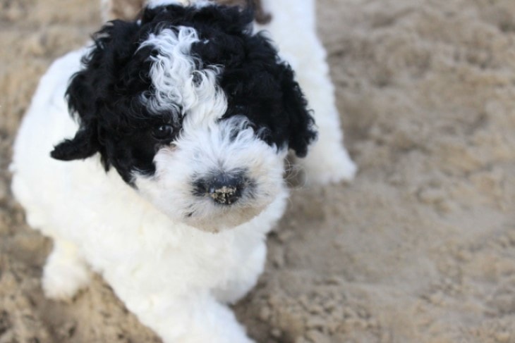 Spanish Waterdog Requires Early Training