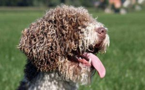 Spanish Water Dogs Descended From Spain