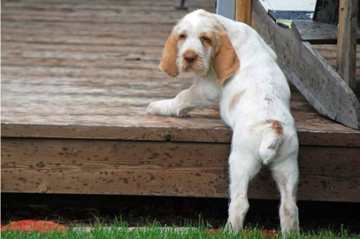 Spinone Italiano Dos Trying To Climb Stair