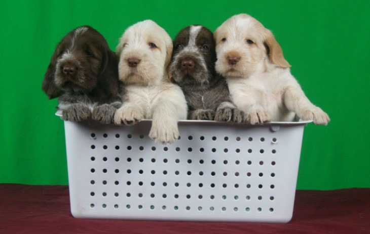 Spinone Italiano Puppies Require early Training