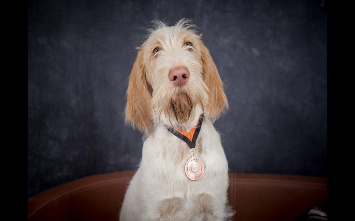 Spinone Italiano Are Pointing Breeds