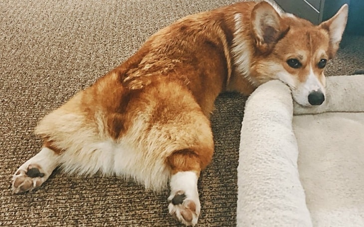 A dog splooting.