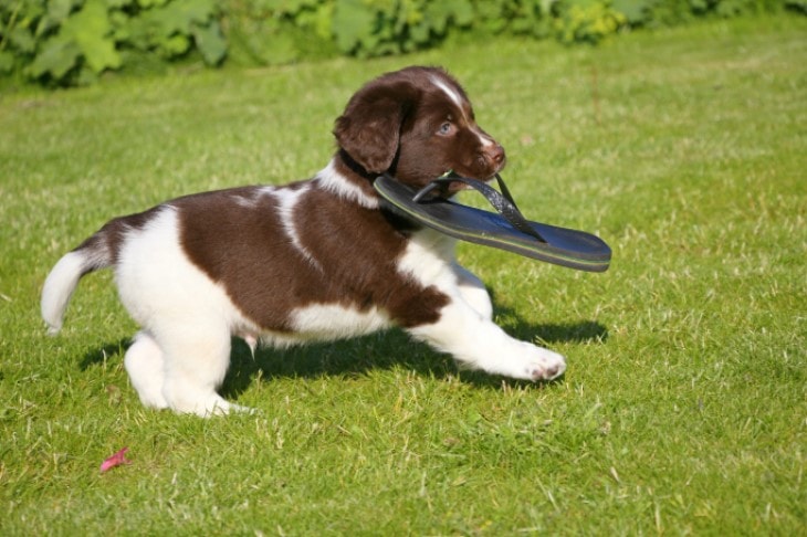 Stabyhoun Puppy Running