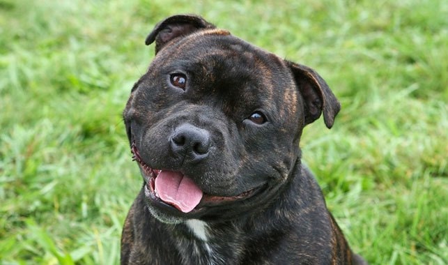 Staffordshire Bull Terrier which is similar to Rottweiler