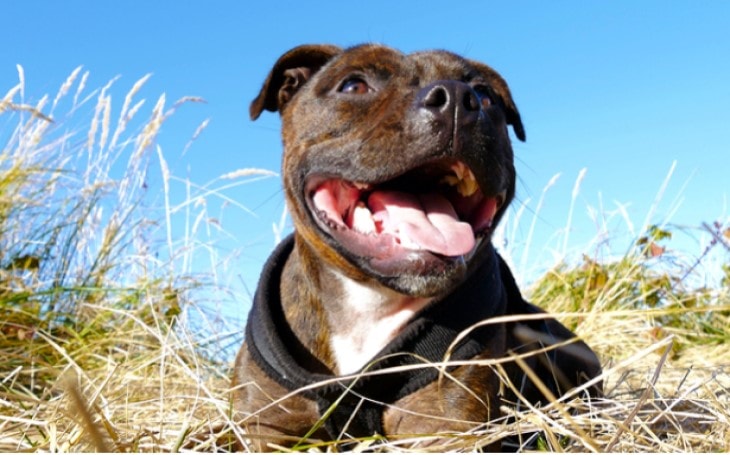 Staffordshire Bull terrier Is A Popular Breed In U.K.