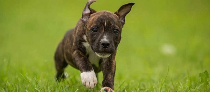 Stafforshire Bull Terrier Are Very Playfull