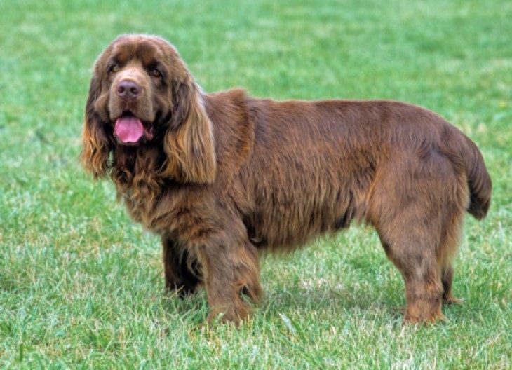 Sussex Spaniel Are Adaptable