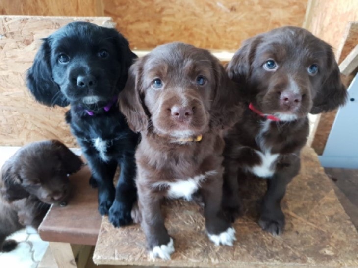 are sussex spaniel aggressive