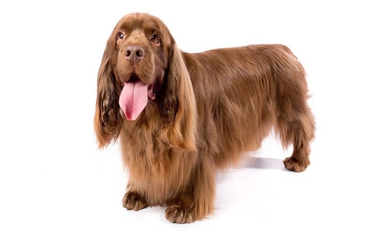 Sussex Spaniel Are Very Versatile