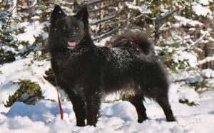 Swedish Lapphund Are Very Lively Dogs