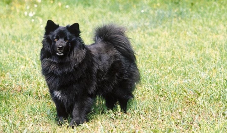 Swedish Lapphund Are Very Affectionate To Its Family.
