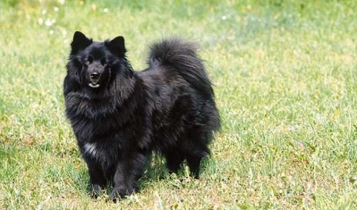 Can A Swedish Lapphund Graze Cows