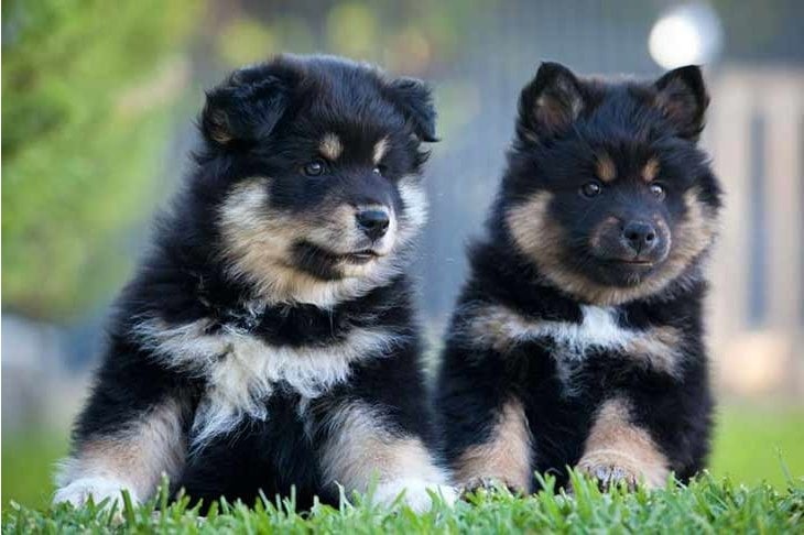 swedish lapphund puppies