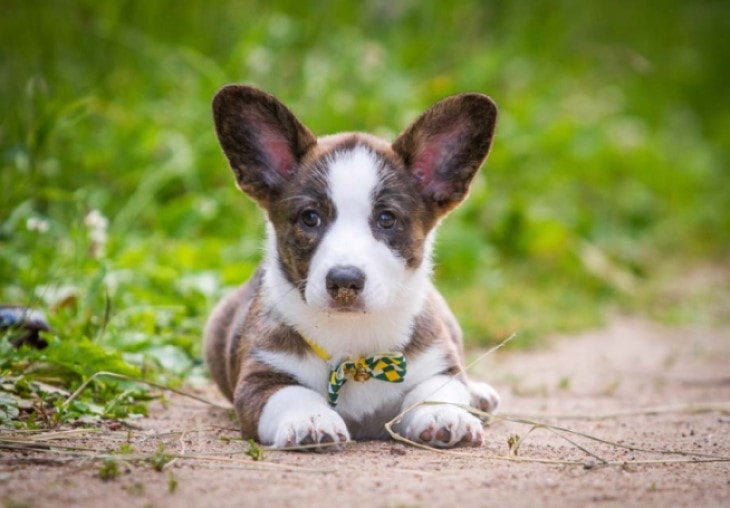 Swedish Vallhund Require Early Training