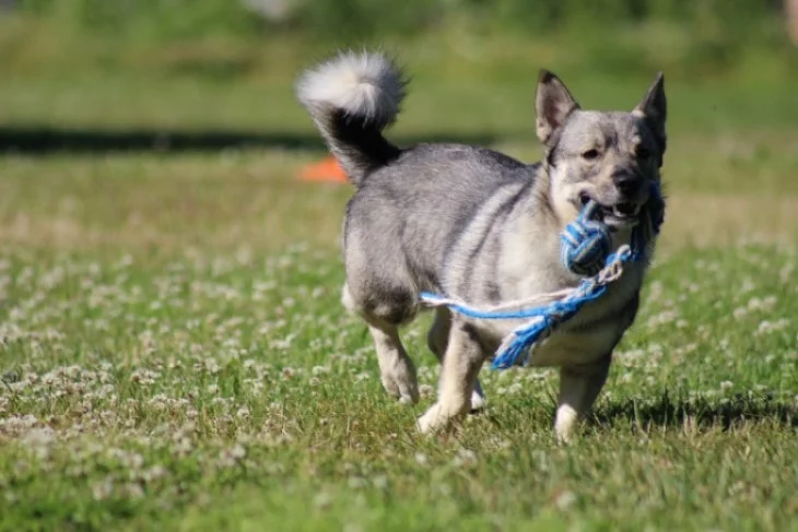 Swedish Vallhund Are Independent Thinker