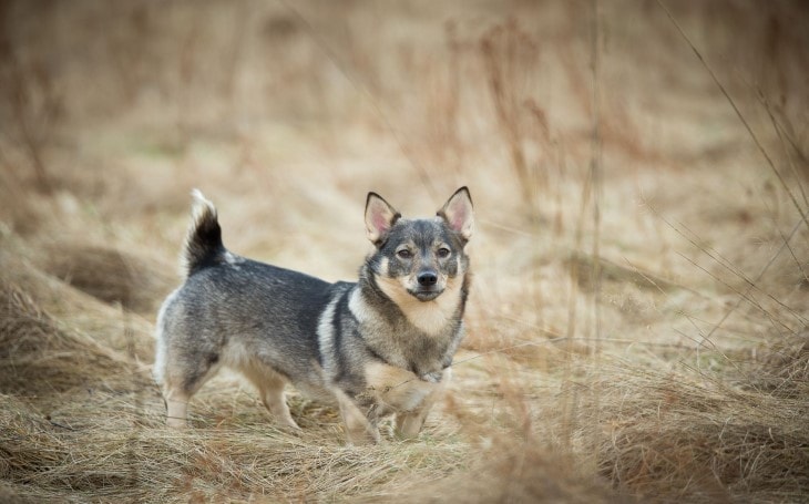 are vallhund hypoallergenic