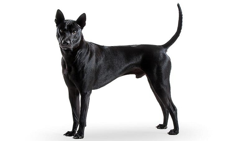 All About Thai Ridgeback Dog Breed Origin Behavior Trainability Facts Puppy Price Color Health